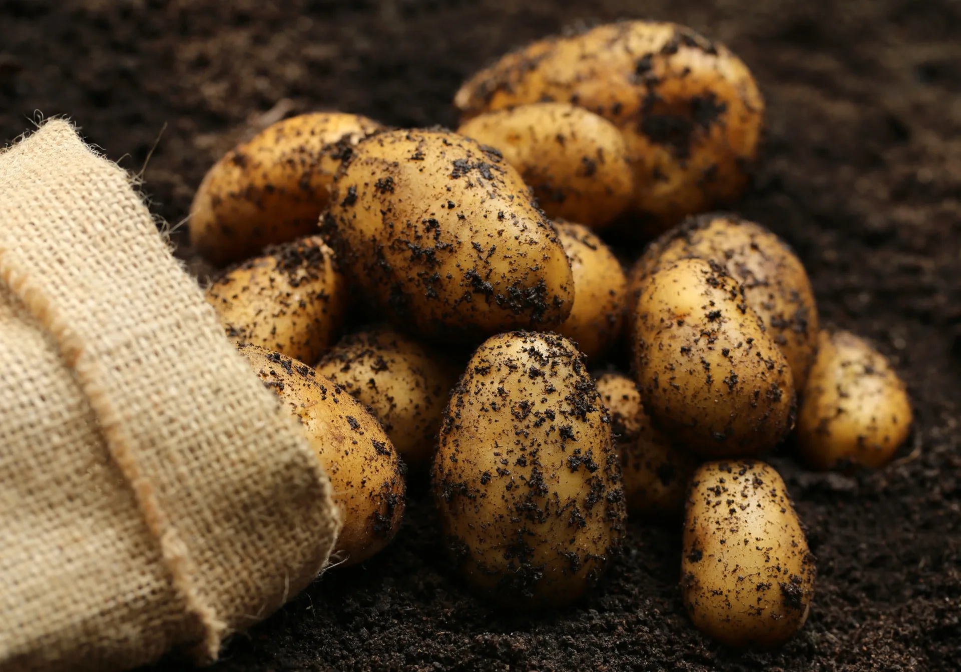 Irish Potatoes
